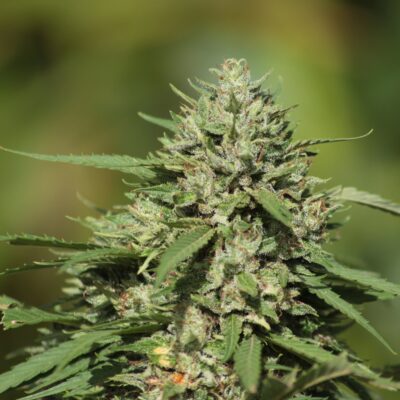 Promo Sérenity CBG récolte 2024