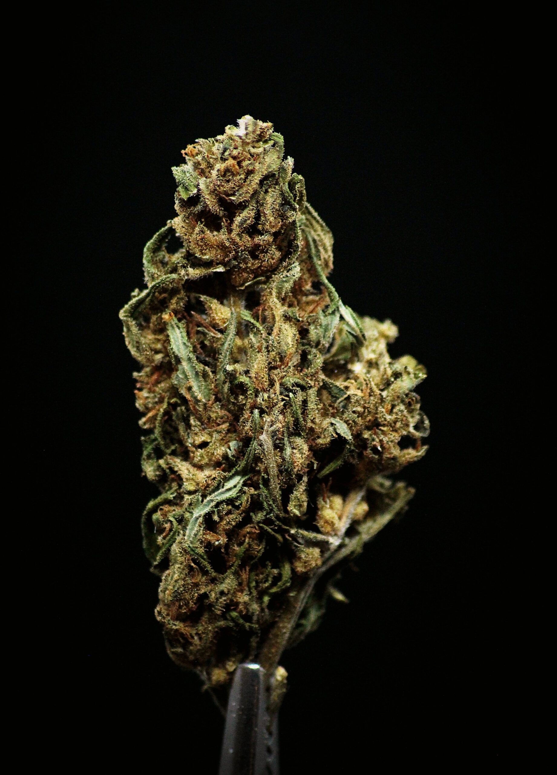 Promo AutoPower CBD récolte 2024 – Image 2