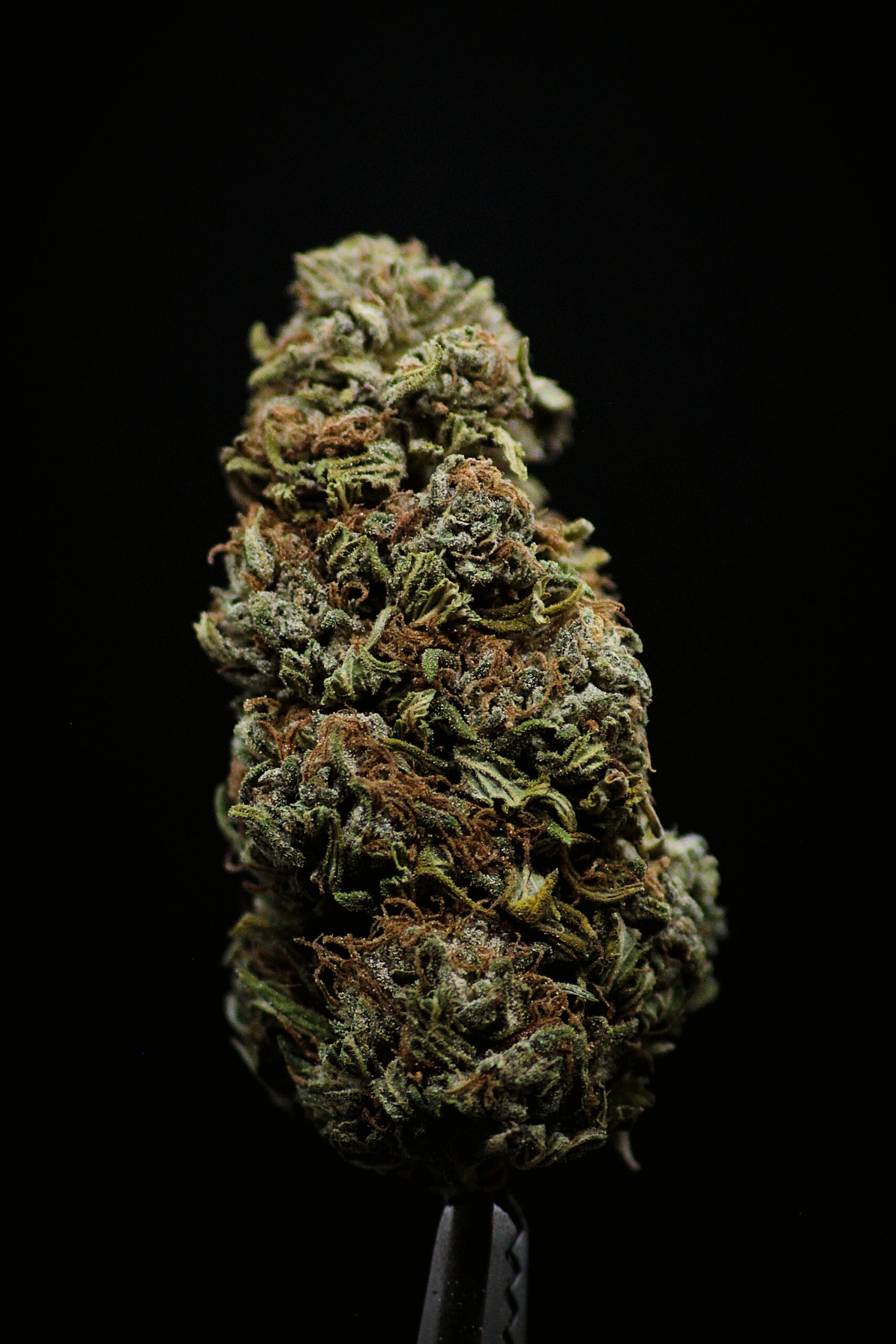 Bubba-G CBG – Image 2