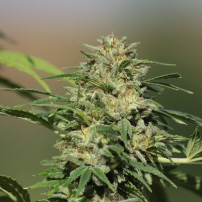 Fruit-G CBG