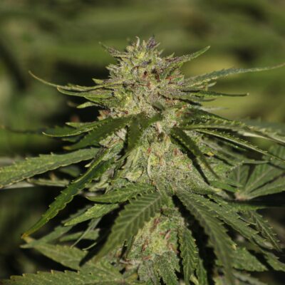 Mazzal Kush - CBD