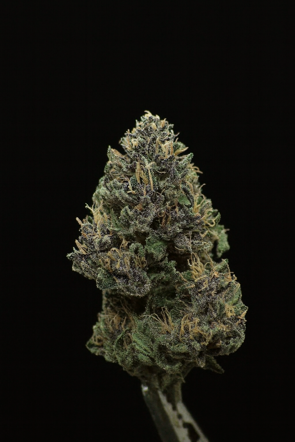 Blue Meringue - CBD – Image 2