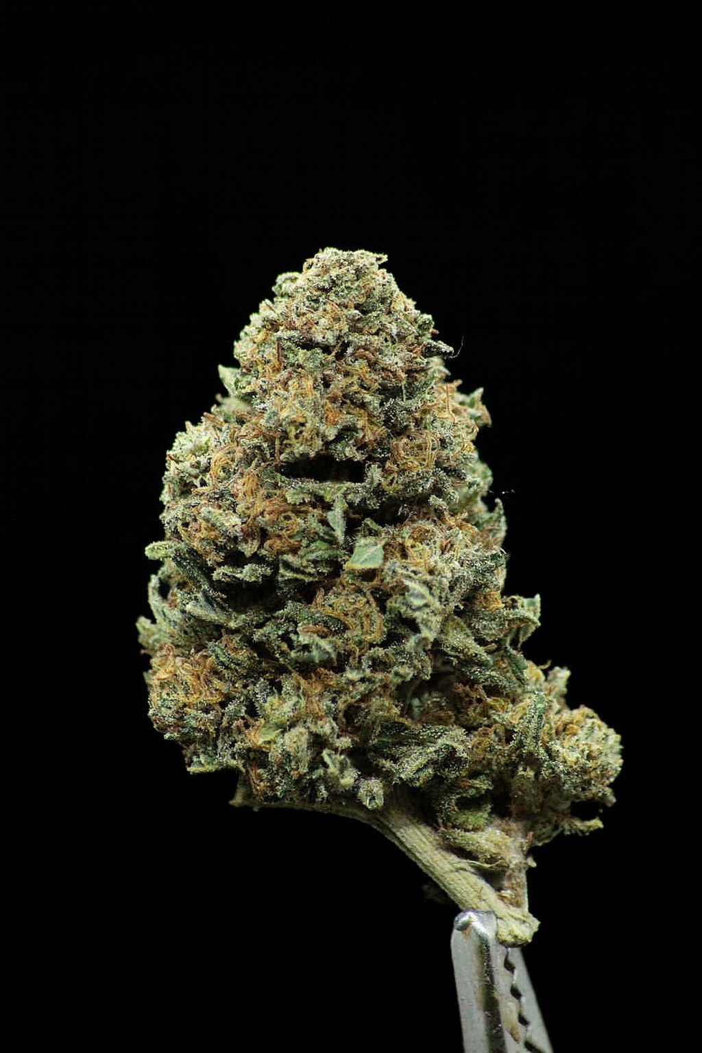 Gas can - CBD – Image 2