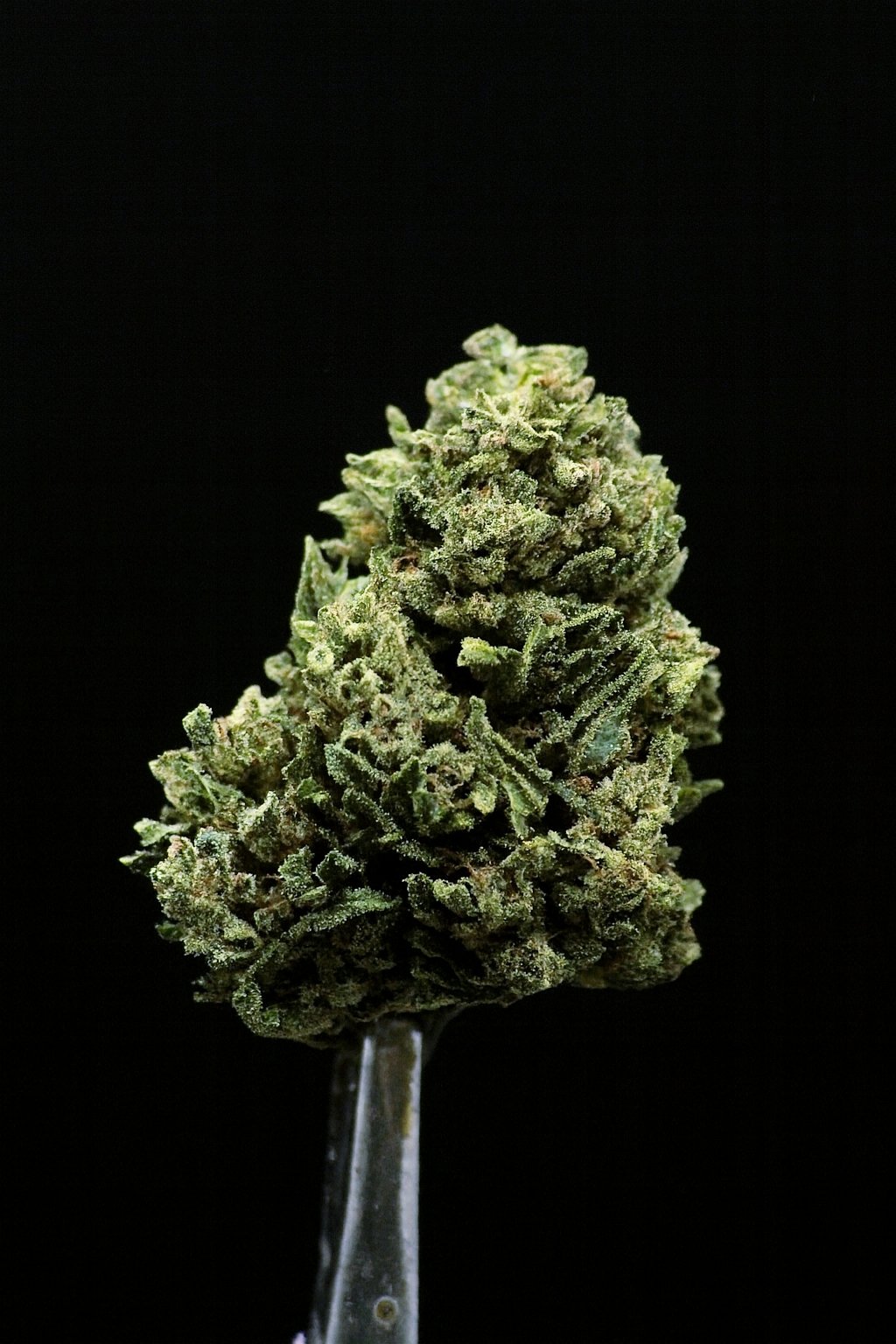 Fruit Quake - CBD – Image 2