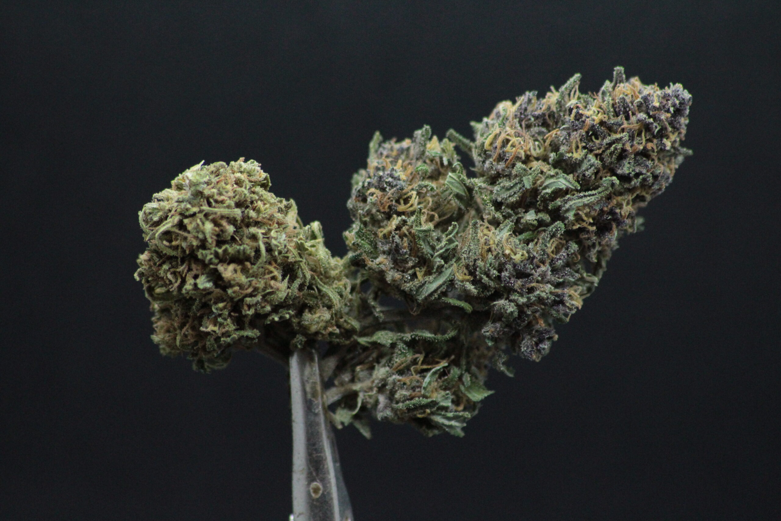Mazzal Kush - CBD – Image 2